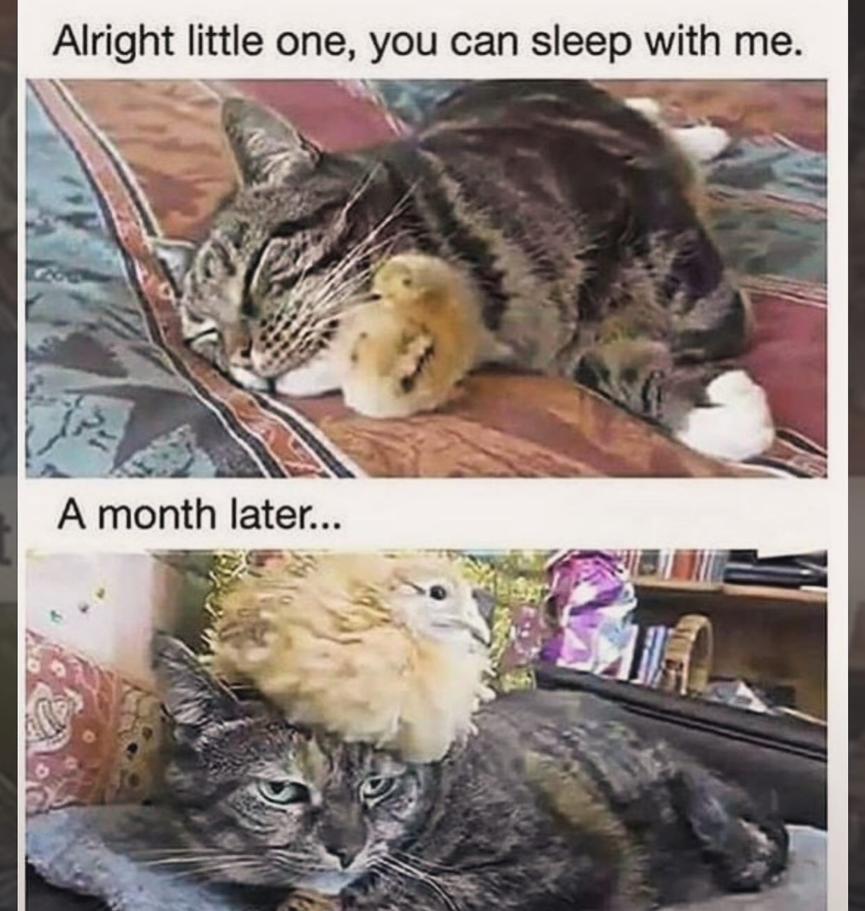 20 Chaotic Cat Memes That Make Normal Cat Behavior Look Suspicious 3 alright littleone