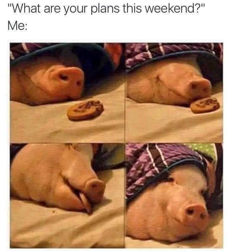 at are your plans