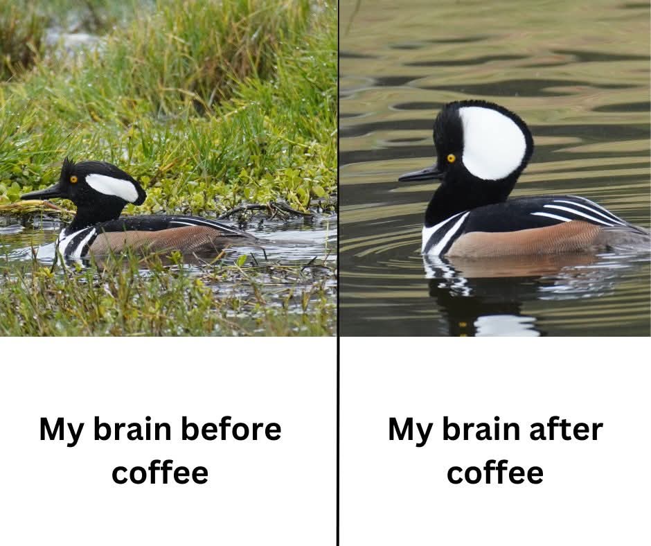 20 Memes That Feel Like a Conversation Between Two Broken Thoughts 6 brain before coffee