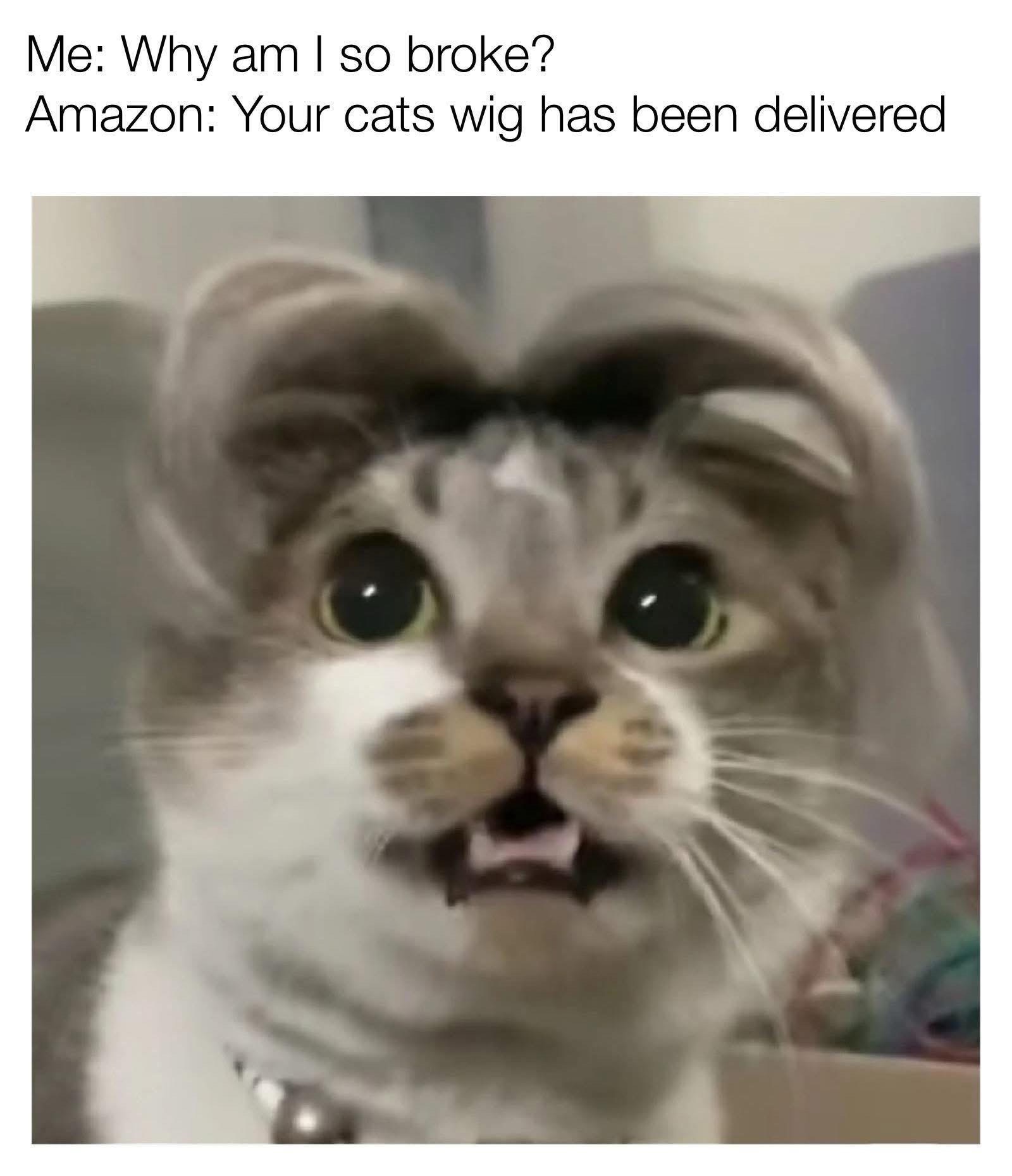 20 Memes That Have Absolutely No Backstory 4 cat wig has been delivered