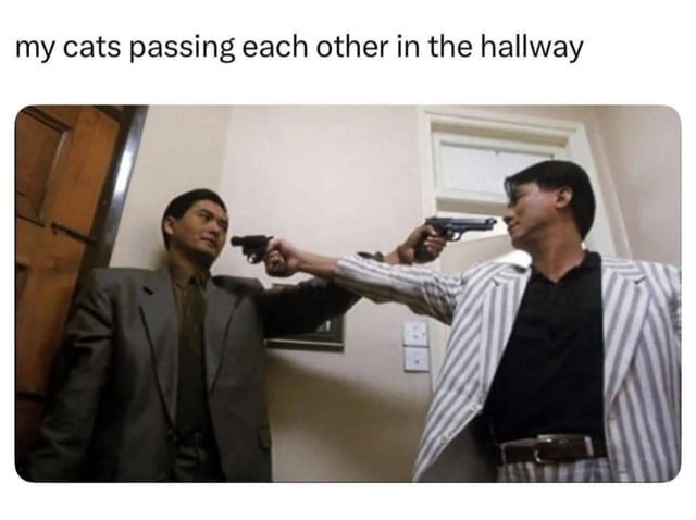 20 Memes That Switch Between Sarcasm and Sincerity Without Warning 7 cats passing each other