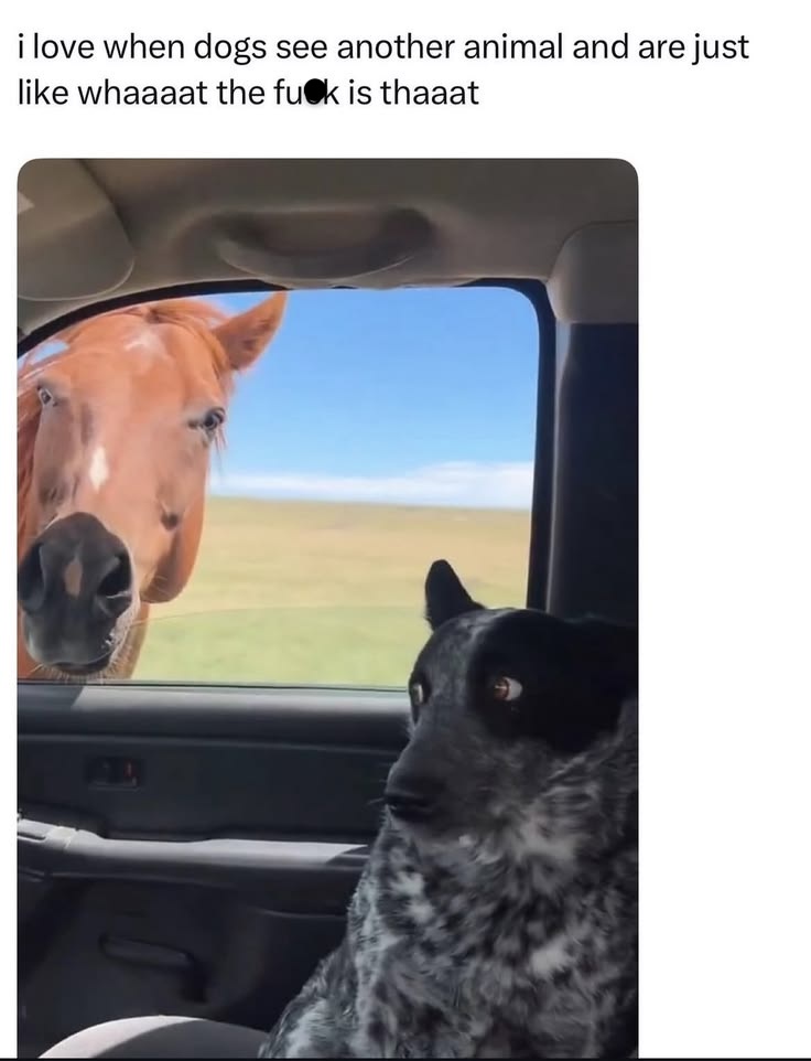 35 Animal Memes To Start Your Day Right 34 dogs see another dog