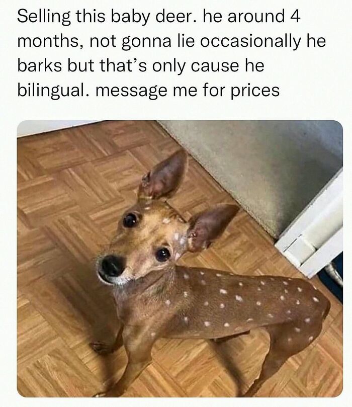 20 Dumb Genius Animal Memes That Escalate Into Unexpected Brilliance 6 elling the baby feer