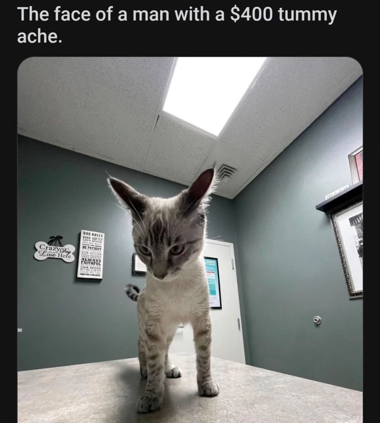 20 Chaotic Cat Memes That Make Normal Cat Behavior Look Suspicious 8 faceof a man