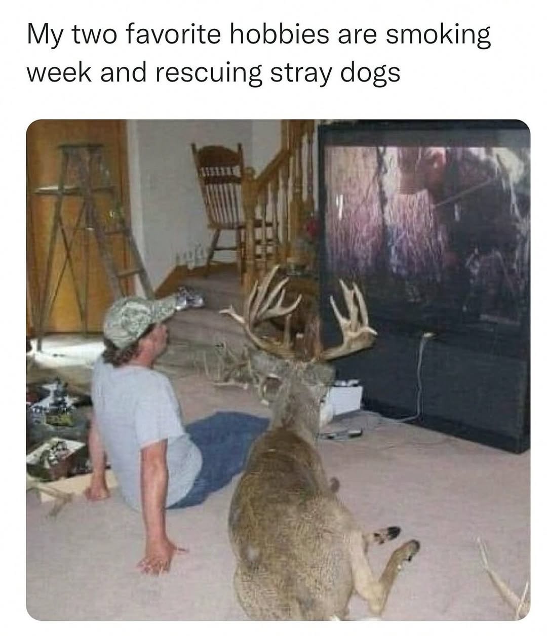 20 Dumb Genius Animal Memes That Escalate Into Unexpected Brilliance 7 favorite hobbies