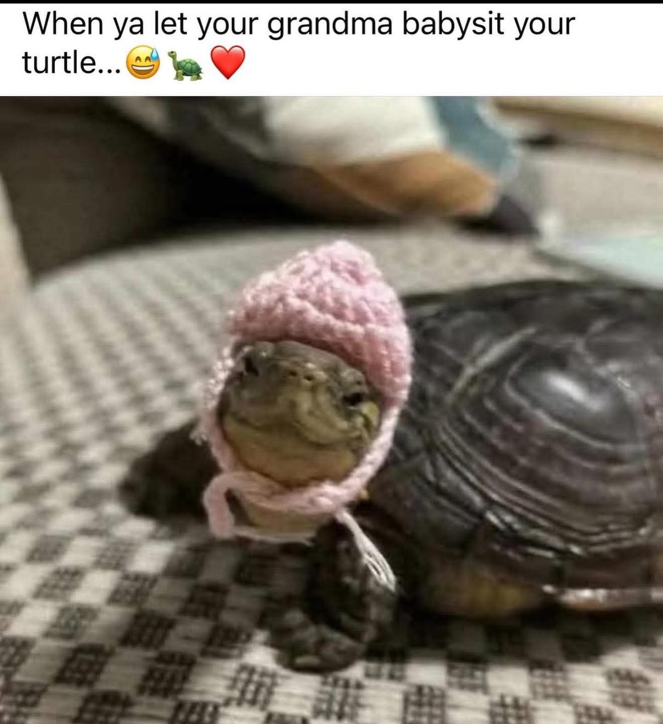 20 Memes That Cover Every Mood You Didn’t Know You Had 7 granma babysit turtle