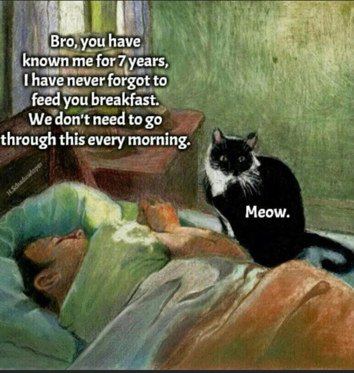 20 Chaotic Cat Memes That Make Normal Cat Behavior Look Suspicious 15 known me for 7 years