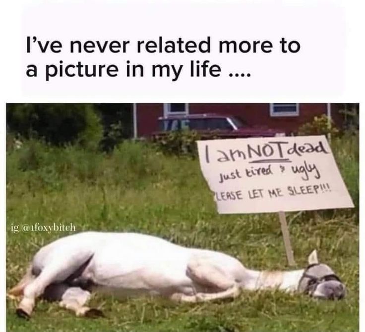 35 Animal Memes To Start Your Day Right 36 let me sleep
