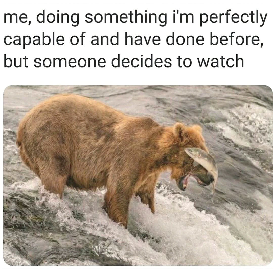 20 Dumb Genius Animal Memes That Escalate Into Unexpected Brilliance 9 me doing something