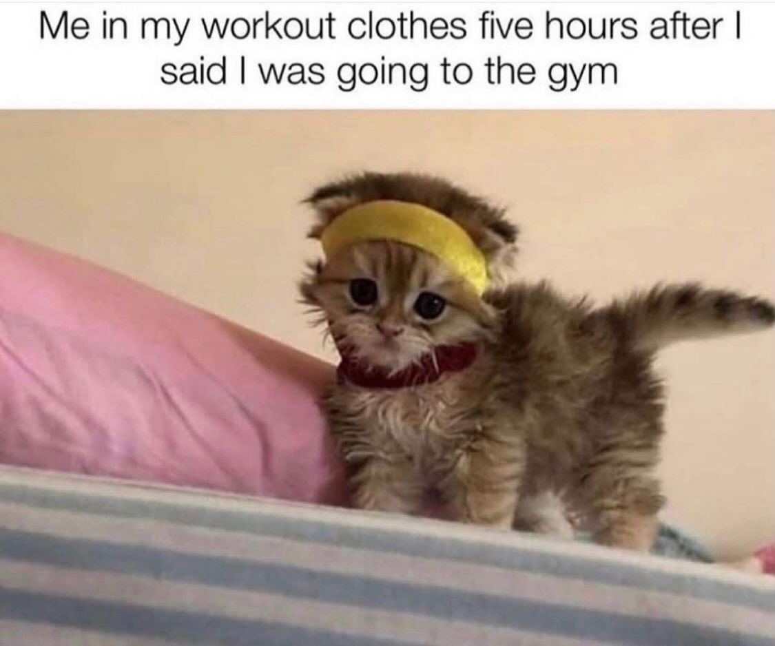 20 Chaotic Cat Memes That Make Normal Cat Behavior Look Suspicious 18 me in my workout