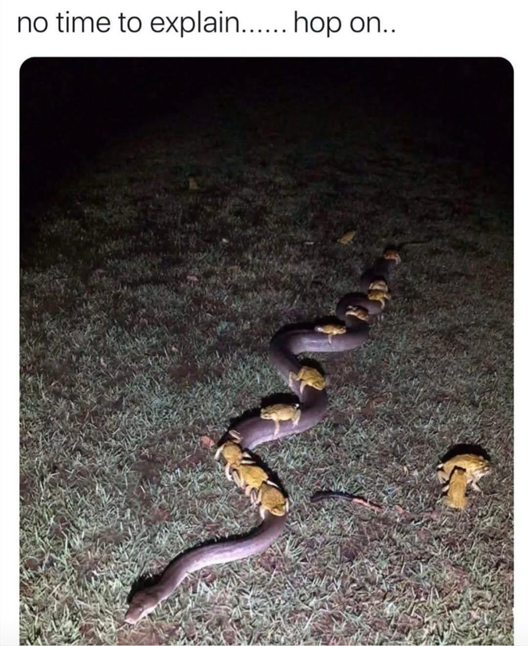 20 Memes That Have Absolutely No Backstory 16 no time to explain