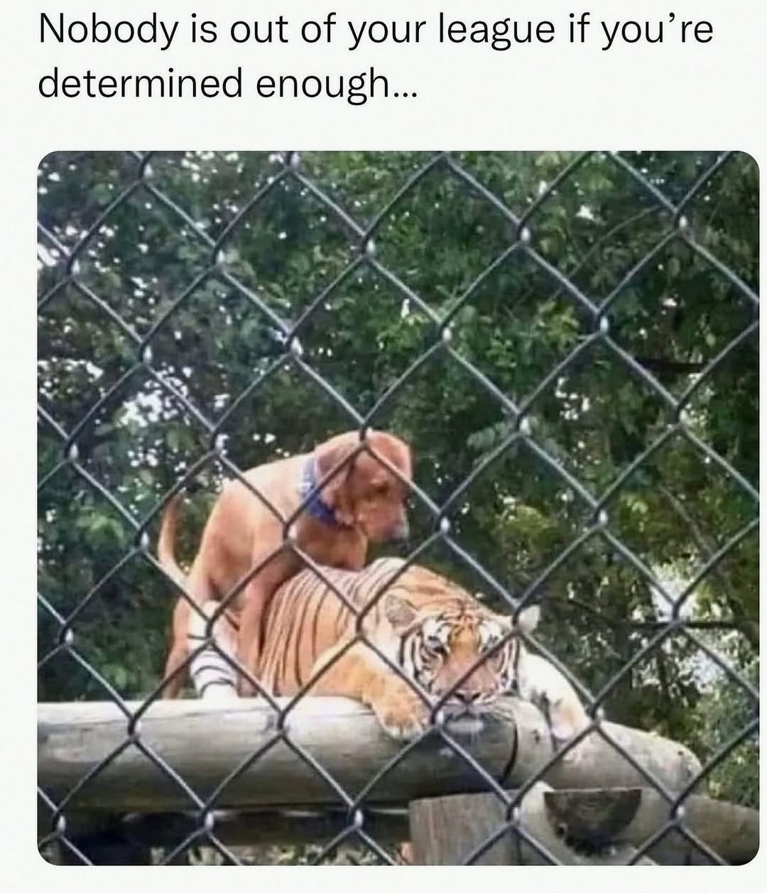 20 Dumb Genius Animal Memes That Escalate Into Unexpected Brilliance 11 nobody is out of league