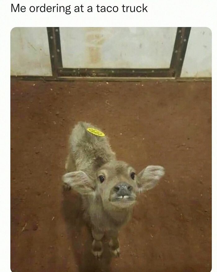 20 Dumb Genius Animal Memes That Escalate Into Unexpected Brilliance 12 ordering at taco truck