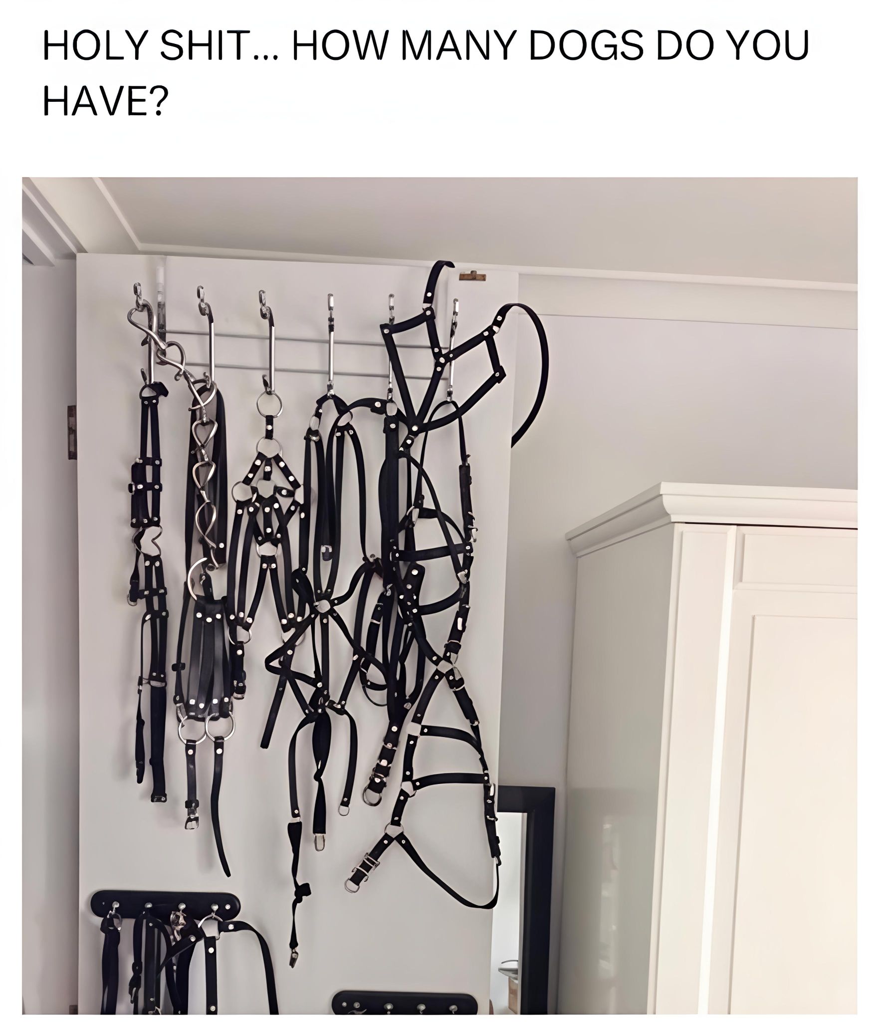 20 Memes Too Fresh to Be Left Unlaughed At 11 ow many dogs do you have