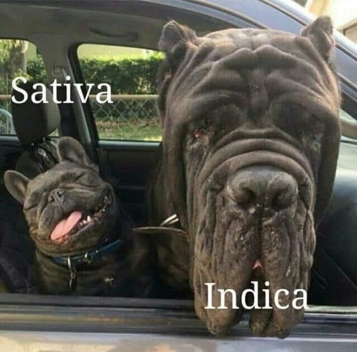 20 Memes That Feel Like Context Took the Day Off 13 sativa vs indica