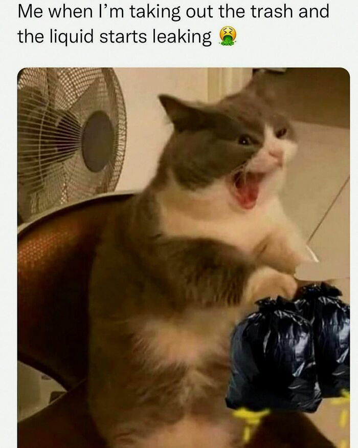 20 Dumb Genius Animal Memes That Escalate Into Unexpected Brilliance 15 taking the trash out