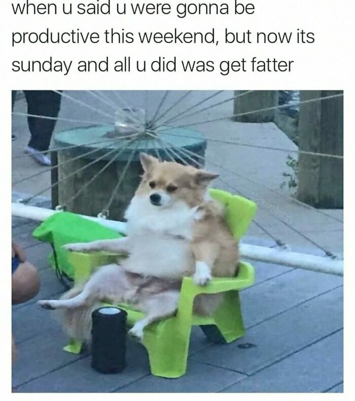 20 Dumb Genius Animal Memes That Escalate Into Unexpected Brilliance 20 u were gona be productive