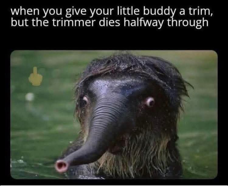 20 Memes That Need to Be Put in Handcuffs and Questioned Immediately 4 Buddy a trim