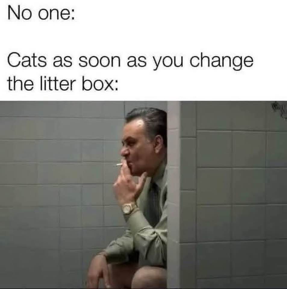 20 Internet Dumpster Fire Memes You Won’t Be Able to Look Away From 8 Change the litter box