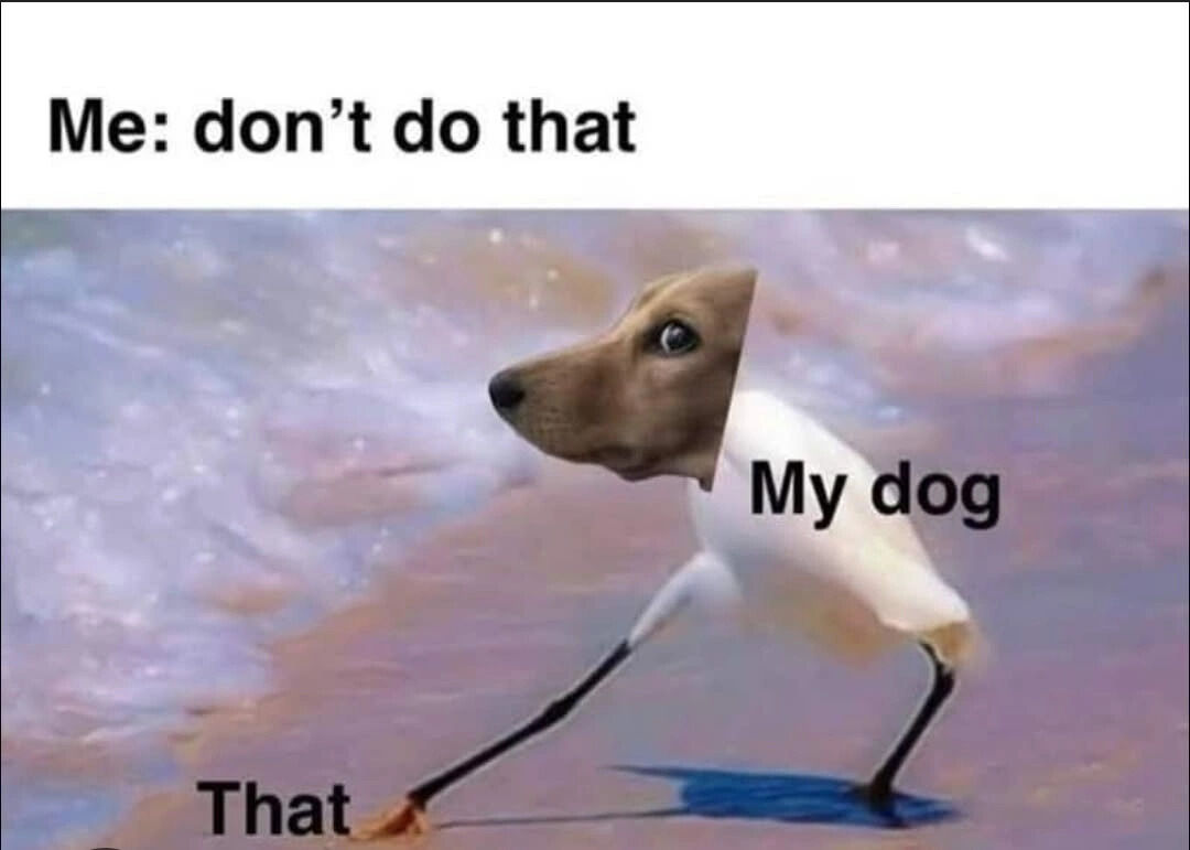 20 Unhinged Dog Memes That Didn’t Need to Go This Hard 6 Dont do that