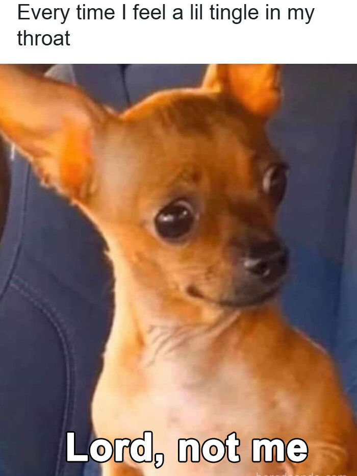 20 Unhinged Dog Memes That Didn’t Need to Go This Hard 7 Everytime I feel a little tingle