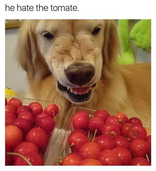 20 Food Memes That Are Basically a Feast for Your Sense of Humor 7 He hate the tomate