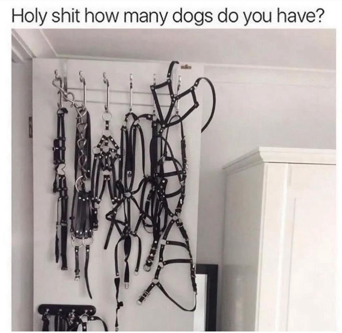 25 Memes That Are Walking a Very Questionable Line 9 How many dogs do you have