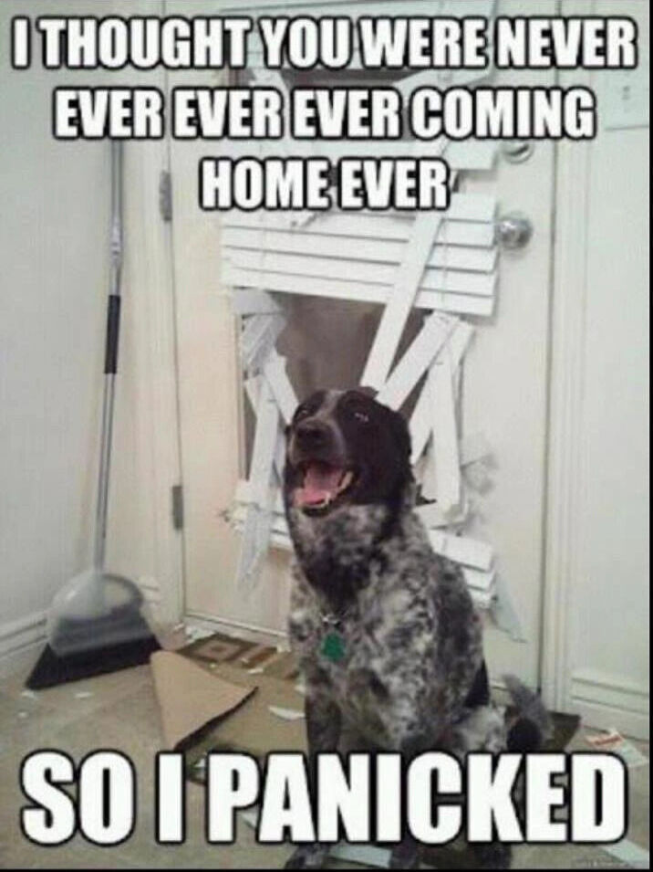 20 Unhinged Dog Memes That Didn’t Need to Go This Hard 11 I panicked