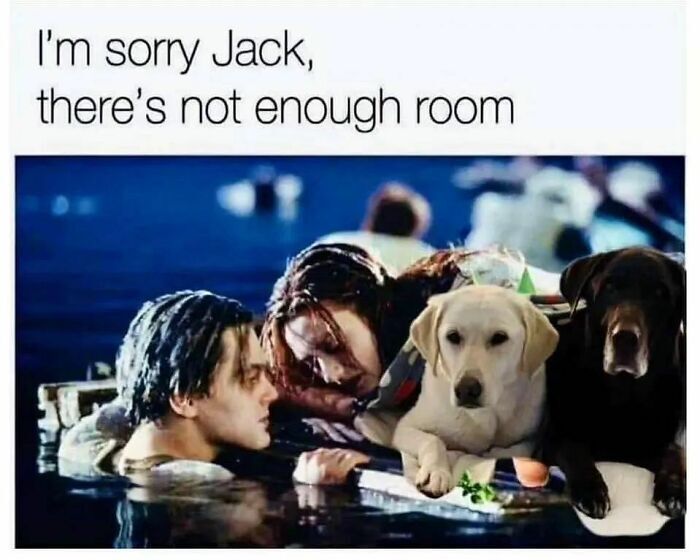 20 Unhinged Dog Memes That Didn’t Need to Go This Hard 12 Im sorry jac