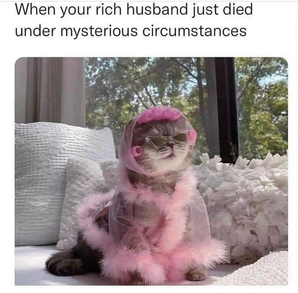 30 Furry Cat Memes That Are Basically Cat Philosophy 101! 29 Mysterious circumstances