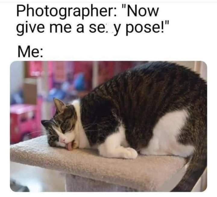 30 Furry Cat Memes That Are Basically Cat Philosophy 101! 30 Now give me a sexy pose