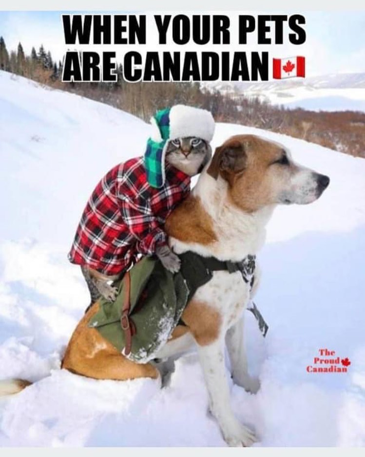 20 Canada Memes That Are One “Eh?” Away From Total Madness 17 Pets are canadian