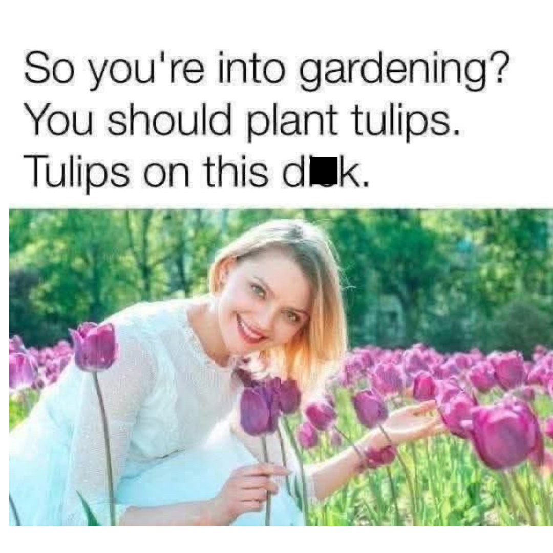 20 Memes That Are Funny, Random, and Occasionally a Little Bit Naughty 16 Plant tulips