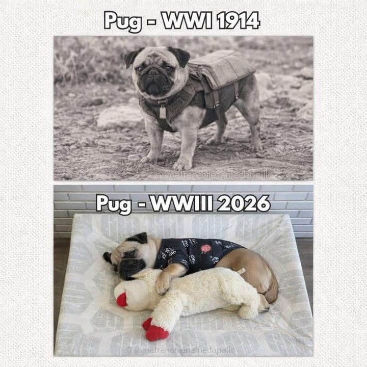 20 Unhinged Dog Memes That Didn’t Need to Go This Hard 13 Pug WWIII
