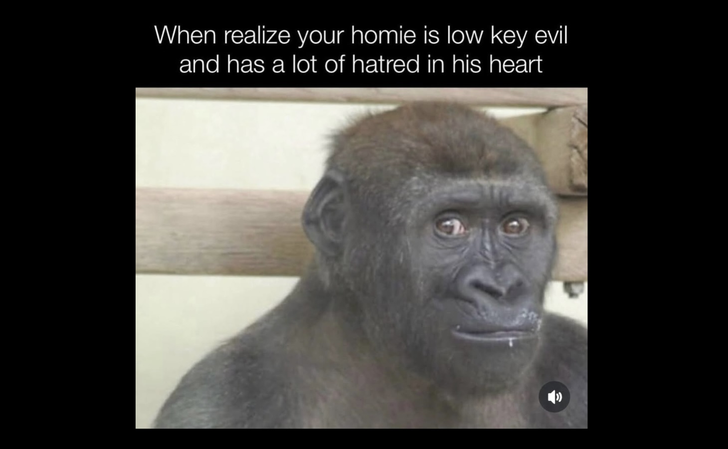 Random Silly Memes That Will Make You Laugh Way Harder Than They Deserve FG