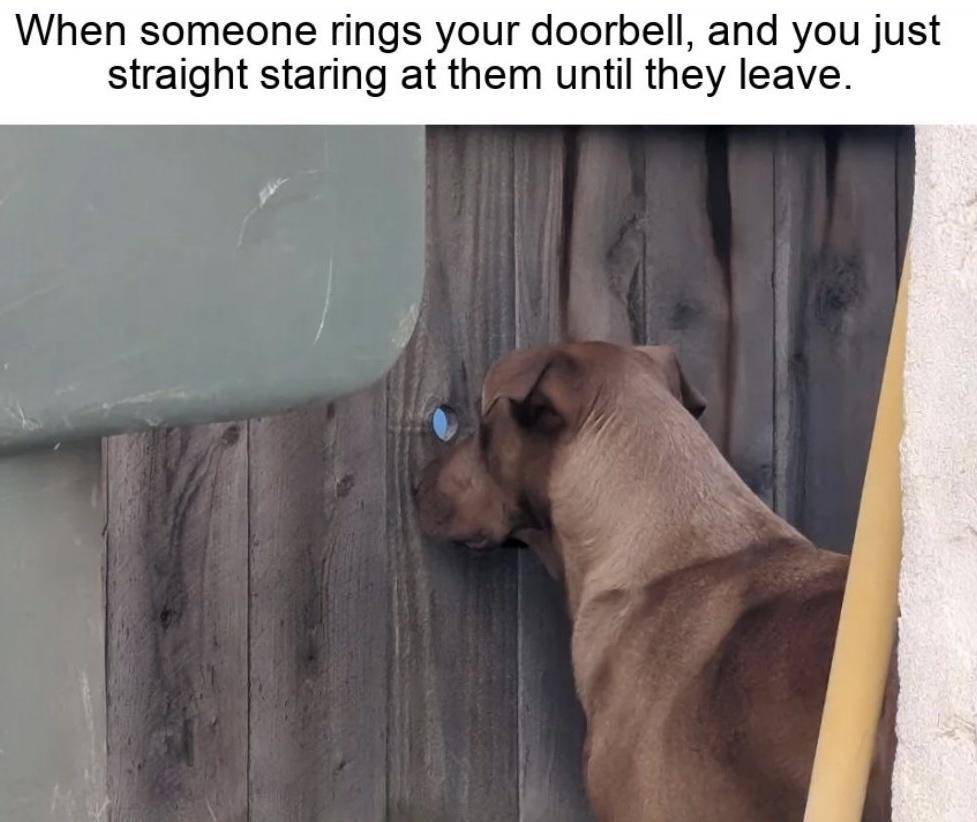 27 Memes to Distract You from Whatever You’re Avoiding 28 Someone rings doorbell