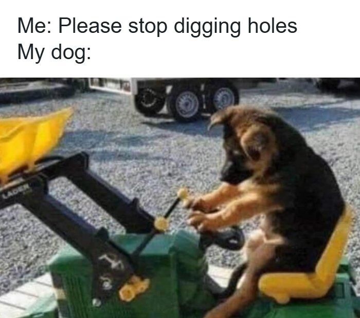 20 Unhinged Dog Memes That Didn’t Need to Go This Hard 16 Stop digging holes