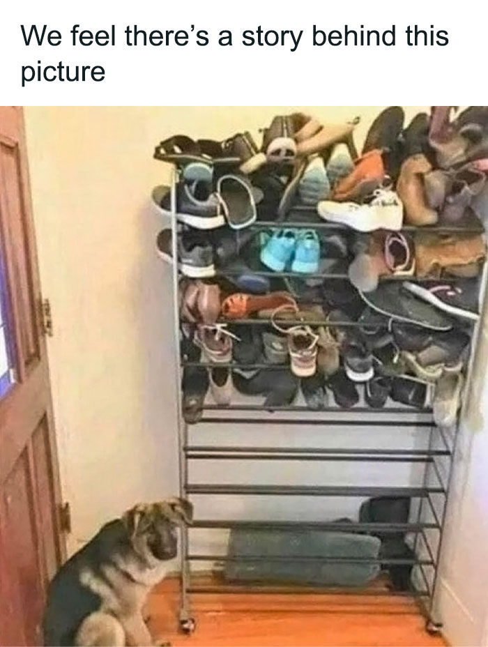 20 Unhinged Dog Memes That Didn’t Need to Go This Hard 17 Theres a story behind this pic