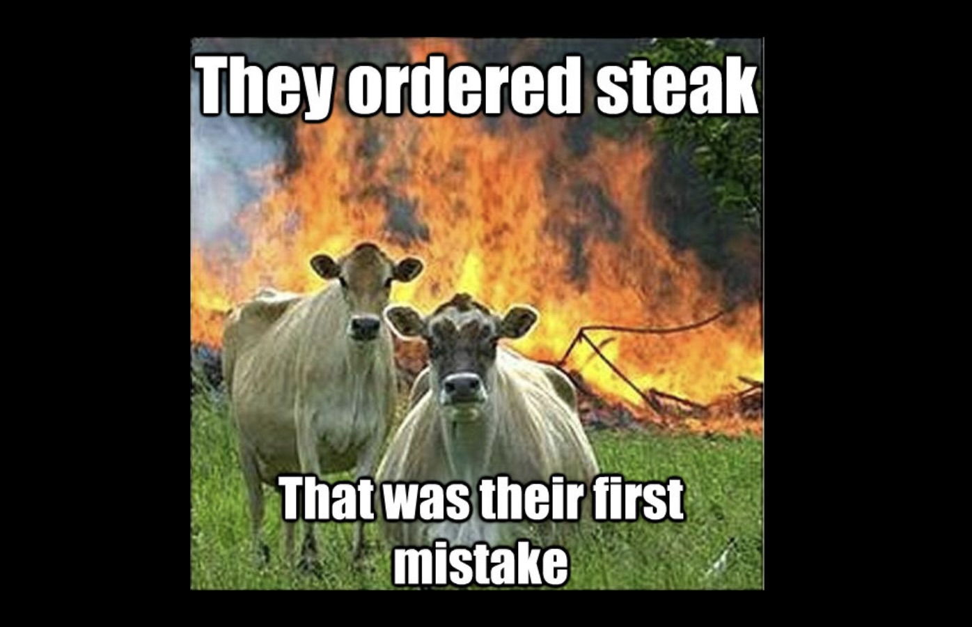 Udderly Entertaining Cow Memes That Will Make Your Day Moo velous FG