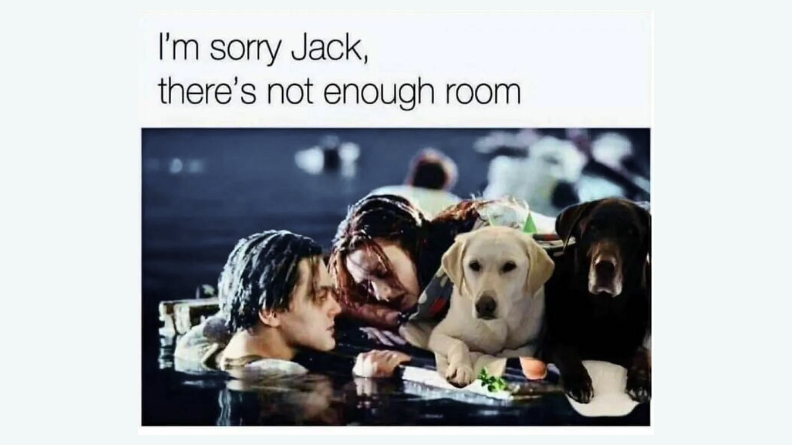 Unhinged Dog Memes That Didnt Need to Go This Hard FG