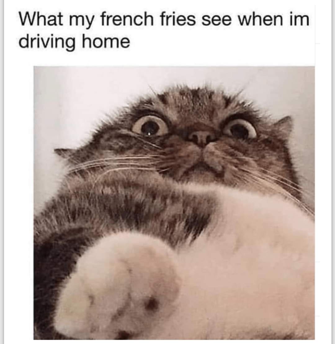30 Furry Cat Memes That Are Basically Cat Philosophy 101! 32 WHat my fench fries sees