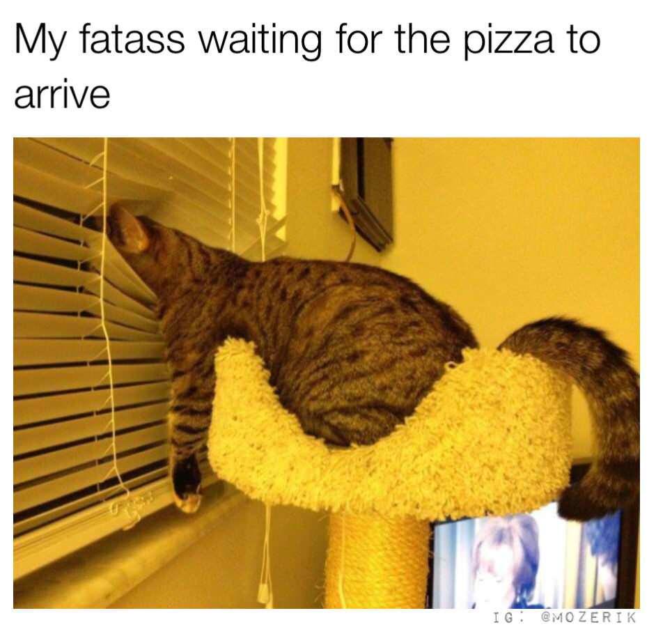 30 Furry Cat Memes That Are Basically Cat Philosophy 101! 31 Waiting for pizza