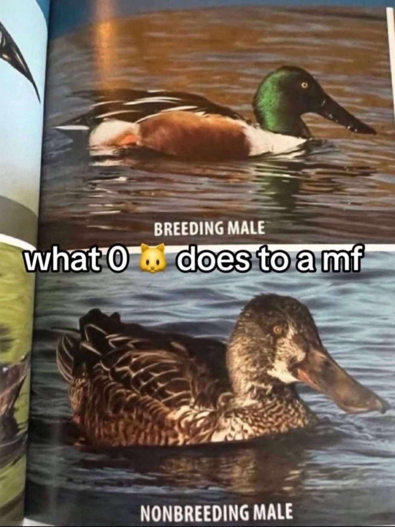 20 Memes That Take a Slightly Naughty Detour Midway 21 What 0 does