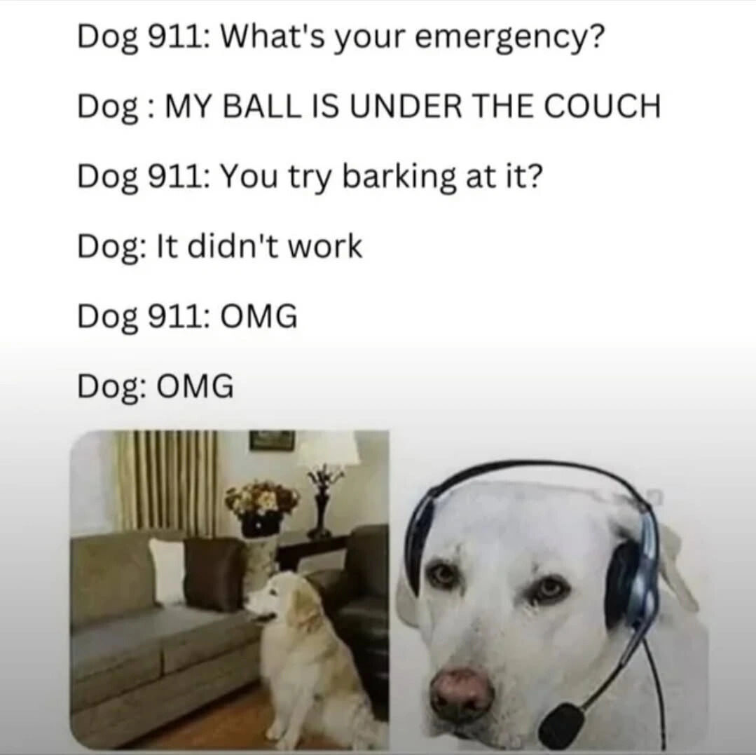 20 Unhinged Dog Memes That Didn’t Need to Go This Hard 18 Whats your emergency