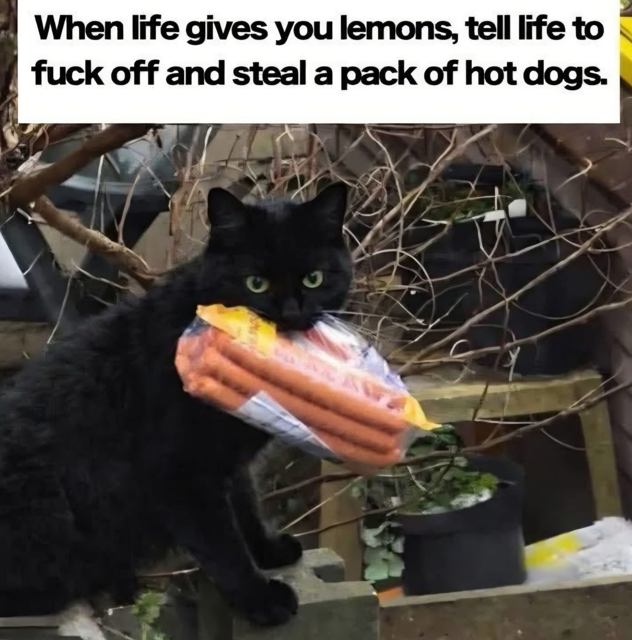 20 Memes That Feel Like a Conversation You Walked Into Midway 21 When life gives you lemons