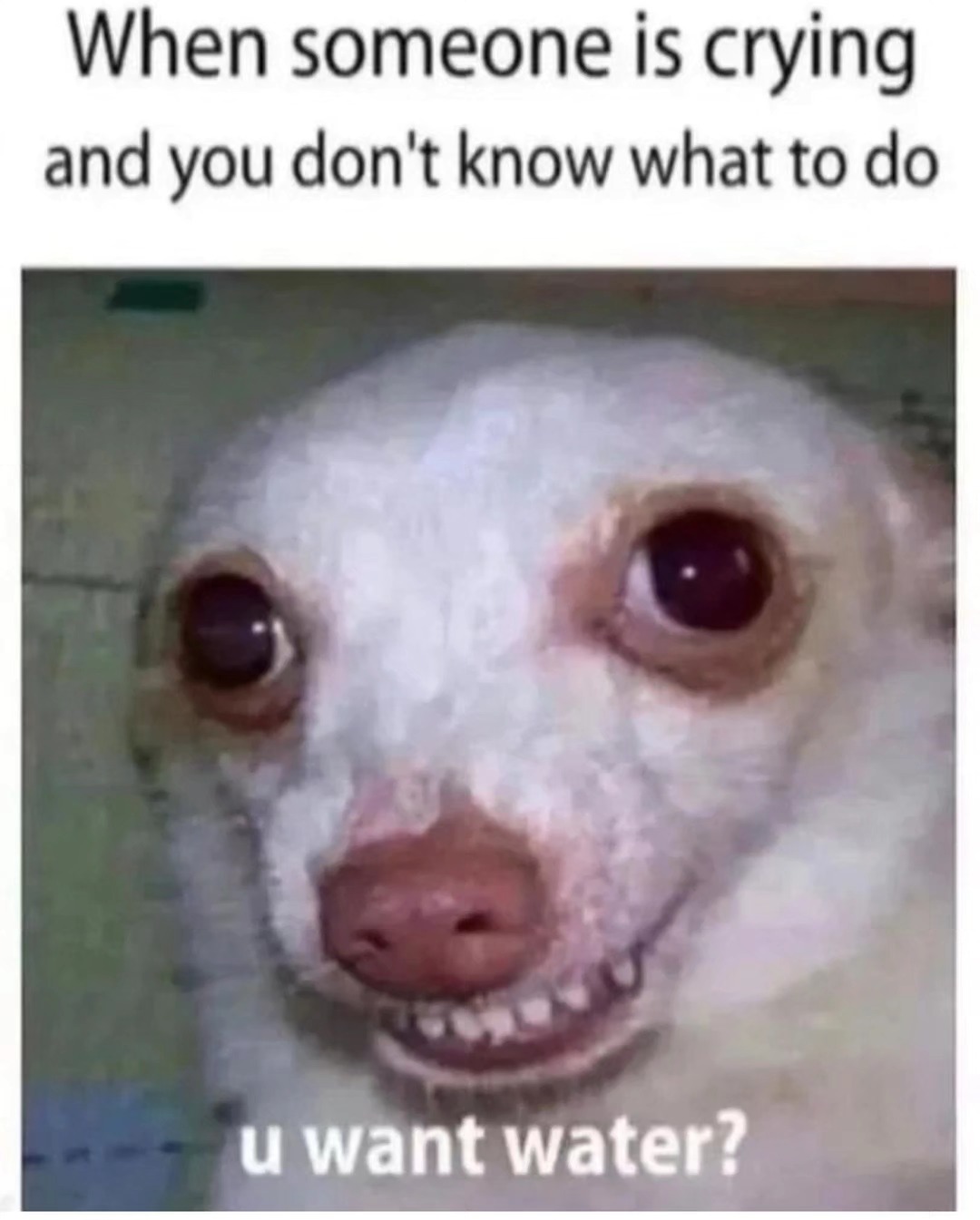 20 Random Silly Memes That Will Make You Laugh Way Harder Than They Deserve 21 When someone is crying