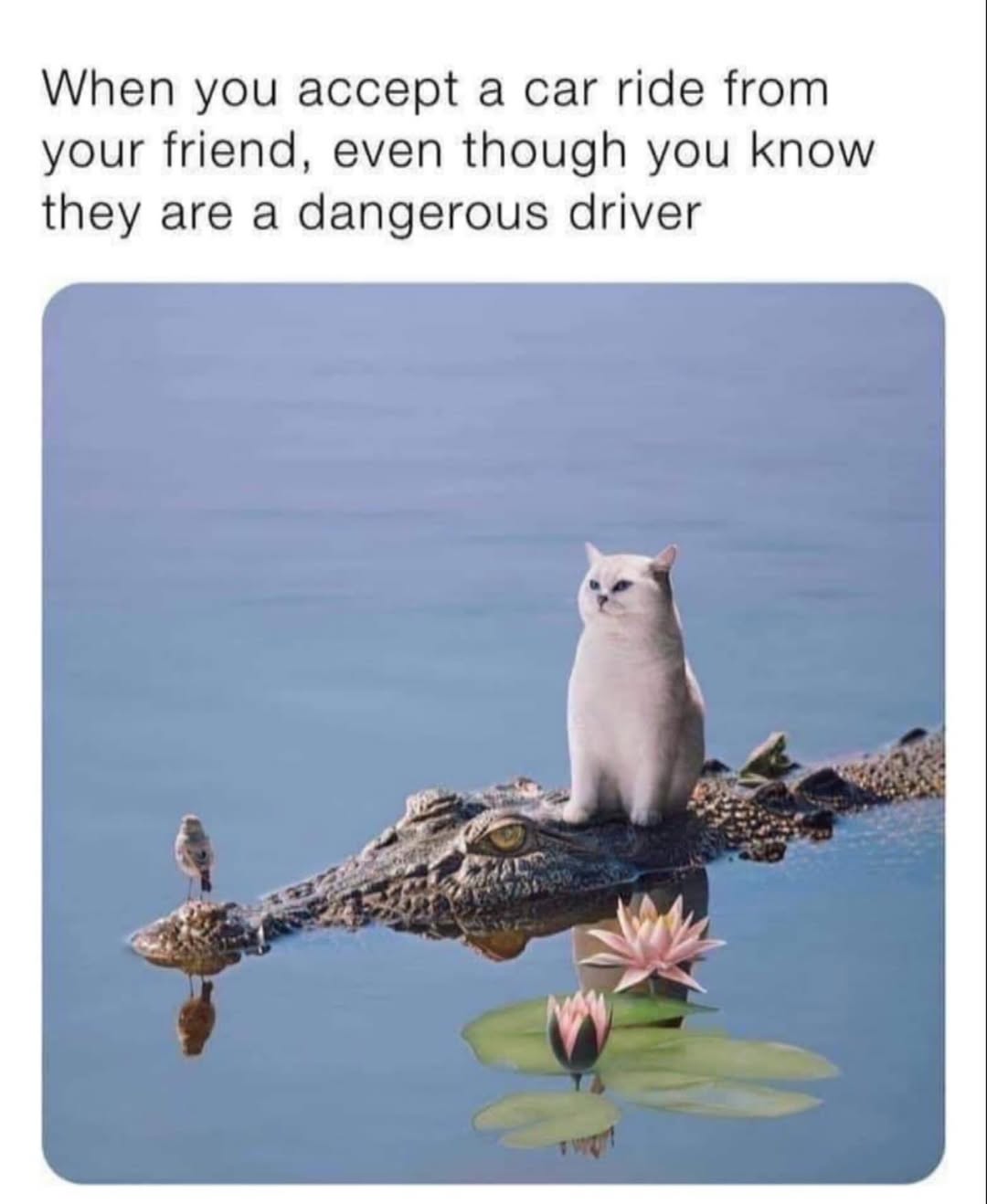 20 Random Silly Memes That Will Make You Laugh Way Harder Than They Deserve 3 accept a car ride