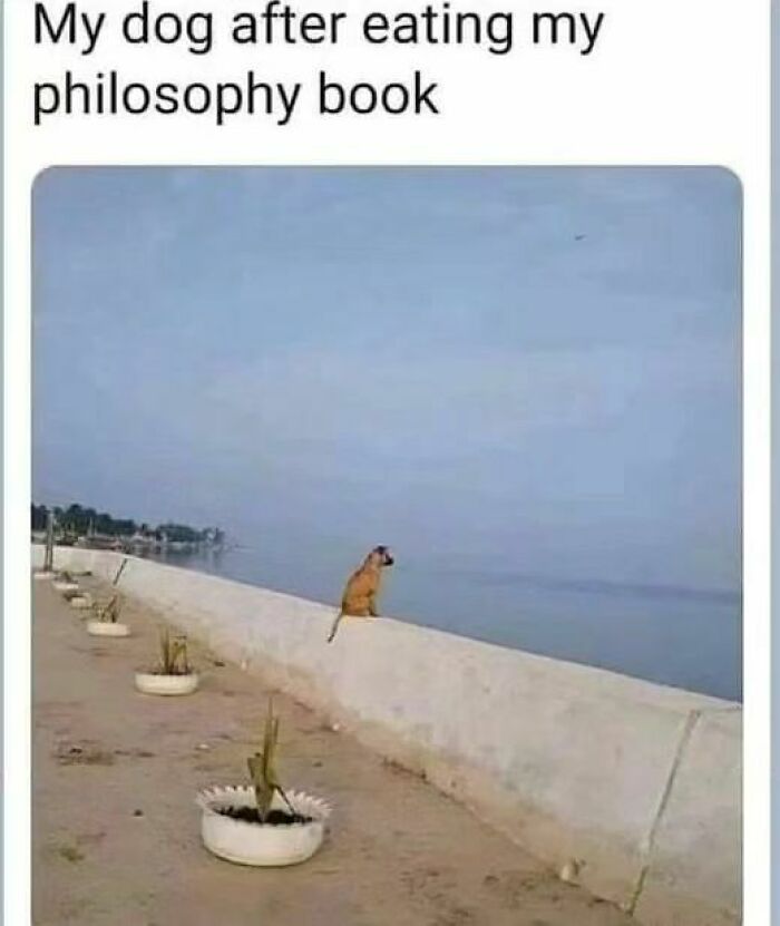 20 Unhinged Dog Memes That Didn’t Need to Go This Hard 4 after eating ohilo