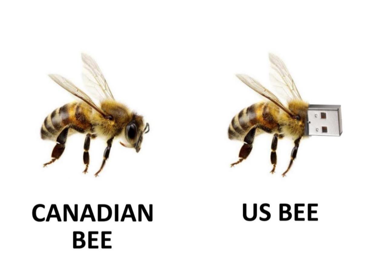 canadian bee