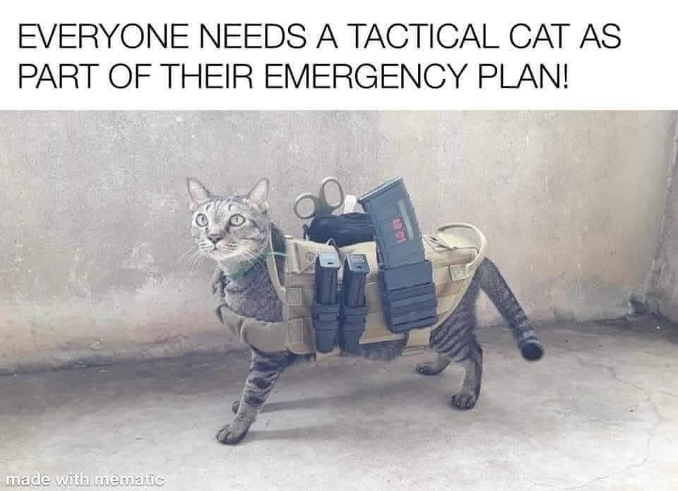 ctical cat